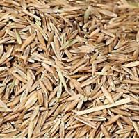 Grass Seed